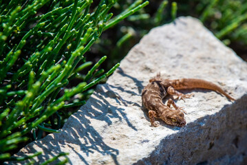 Even-fingered gecko genus Alcophyllex or squeaky gecko in wild nature