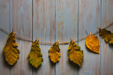 Oak leaves hanging on the twine against blue wooden rustic board. Autumn concept
