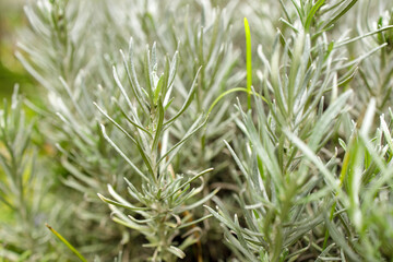 Fresh Rosemary Herb grow outdoor. Rosemary leaves Close-up.