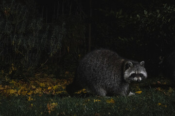 Waschbären in der Nacht