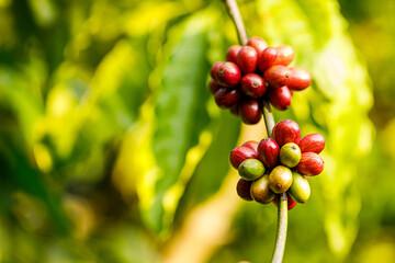 harvesting coffee berries by agriculture. Coffee beans ripening on the tree in North of Thailand