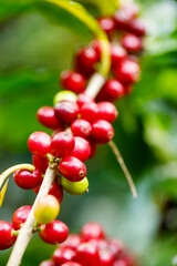 harvesting coffee berries by agriculture. Coffee beans ripening on the tree in North of Thailand