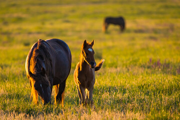 Wild horses, mare and foal in wild life