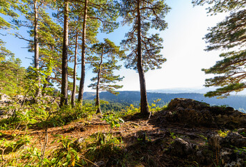 Fototapeta premium A relict pine tree grows on the edge of the mountain plateau in mountain
