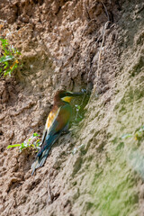 European bee-eater or Merops Apiaster in natural habitat