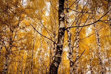Obraz premium Birch trees with yellow leaves