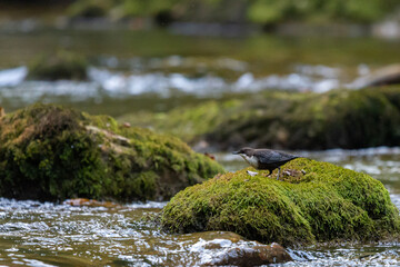 White-throated dipper or Cinclus cinclus on a mountain river