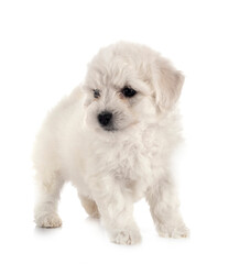 Bichon Frise in studio