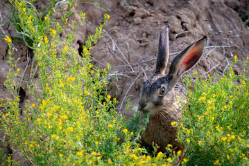 Portrait of a sitting brown hare or lepus europaeus © rostovdriver