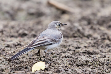 Young white wagtail, Motacilla alba, sitting on a branch near a river. Portrait of a young common songbird with long tail and black and white feather. Intimate portrait of a cute little bird