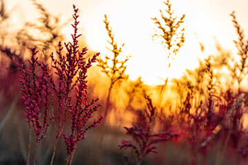 sunrise over the shichimensou tidal flat, Saga, Japan
