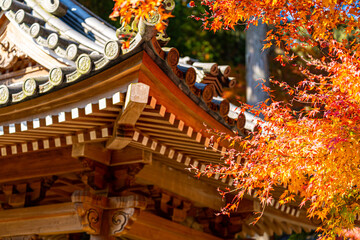 autumn leaves in the temple, Zenkoji, Japan
