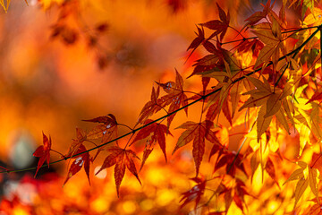 autumn leaves in the japanese forest