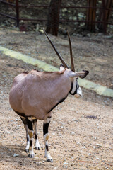 Gemsbok or gemsbok or Oryx gazella in zoo