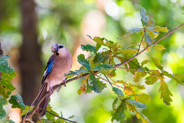 Fototapeta premium Eurasian jay or Garrulus glandarius in city park