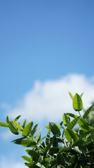Green leaves, perfect for the background