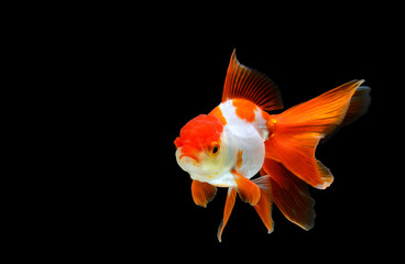 goldfish isolated on a dark black background