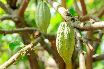 Cacao Tree (Theobroma cacao). Organic cocoa fruit pods in nature.