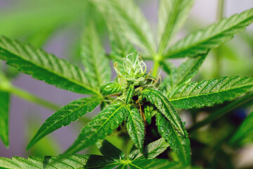 Marijuana leaves, cannabis on a dark background