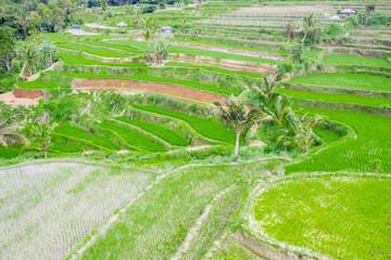 Beautiful rice fields with terraced system