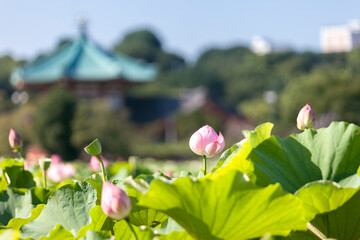 上野公園不忍池（東京都台東区）