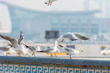 A group of white seagull birds on the mosaic building with background of skylines in Abu Dhabi, United Arab Emirates