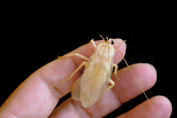 Albino Cockroach at hand on a black background