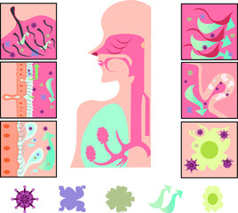 気道の浄化作用イラスト