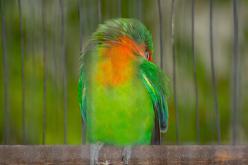 Lovebirds sleeping in cage