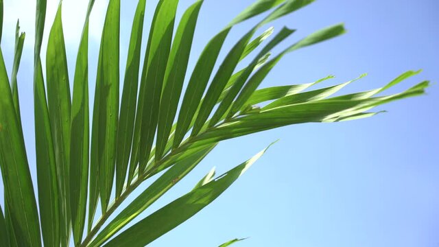 Close up of palm leaves with blue sky. Summer holiday concept