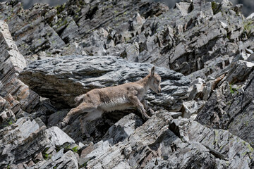 Young Ibex moves first steps on the rocks (Capra ibex)