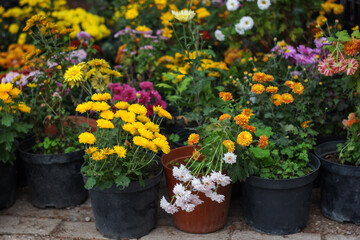 flowers in pots
