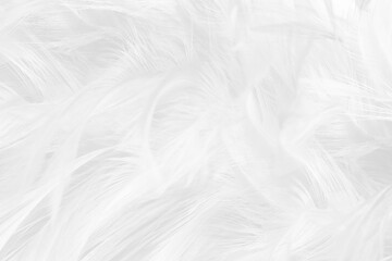 white feather wooly pattern texture background