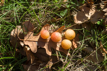 Oak apple or oak gall on oak leaf in autumn,  Europe