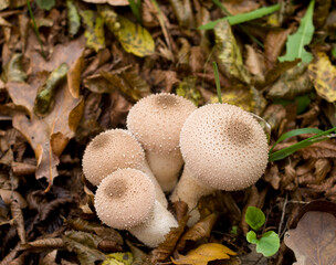 Many puffballs fungi in forest in Europe