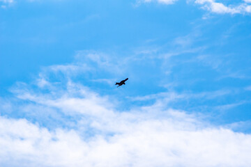 black silhouette of a flying bird in the blue sky