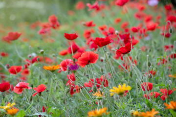 Fototapeta na wymiar glade with lots of red flowers poppies close up
