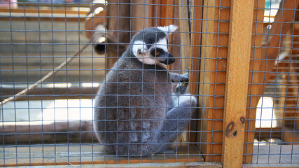 lemur in a cage. hard life of animals in the zoo