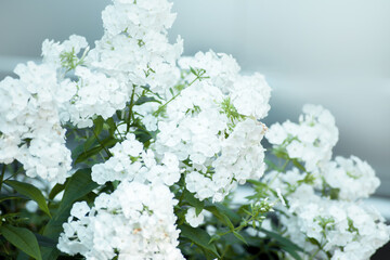 delicate white flowers in blue tinting