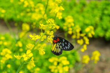 A colorful butterfly on the yellow rapeseed flowersr in a vegetable garden