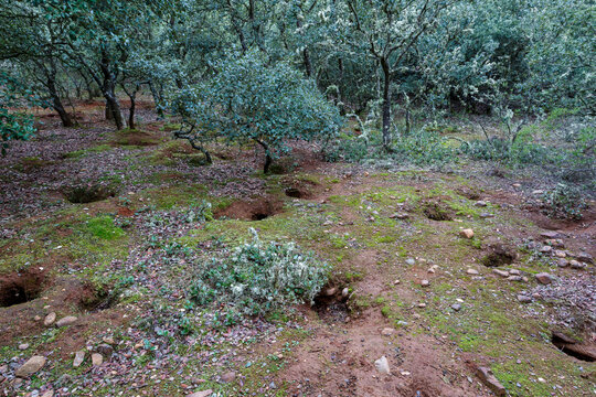 Common or European rabbit burrows in holm oak forest. Oryctolagus cuniculus.
