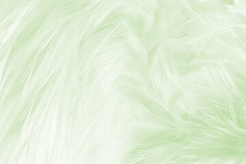 Beautiful feather color light green pastel pattern texture background