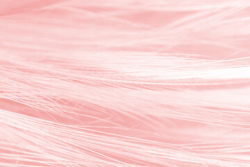 Beautiful soft pink feather pattern texture background