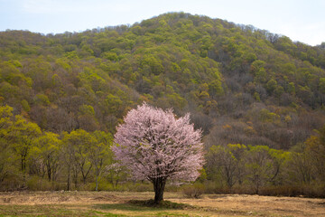 裏磐梯北塩原村の一本桜（オオヤマザクラ）と新緑