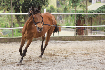 Adult brown stallion horse runs with empty riding during training at the stable