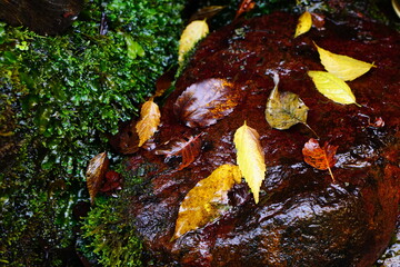 濡れた落ち葉とコケ