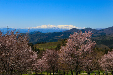 桜峠のオオヤマザクラと飯豊連峰(朝日連峰)のコラボ