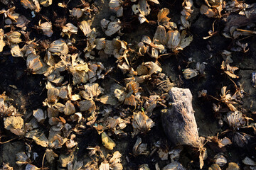 Abstract view of water lettuec on dried mud.