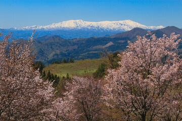 桜峠のオオヤマザクラと飯豊連峰(朝日連峰)のコラボ