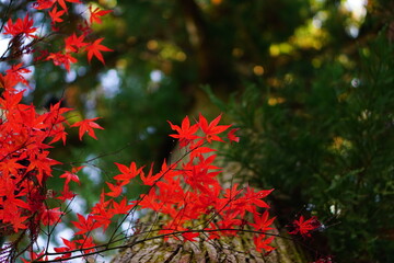 真っ赤に紅葉したモミジと杉の木